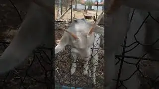 #zabava#kozice#smesno#goat #funny #animals #cute #comedy