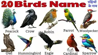 Birds Names for Kids | पक्षियों के नाम | Learn 20 Birds in English & Hindi