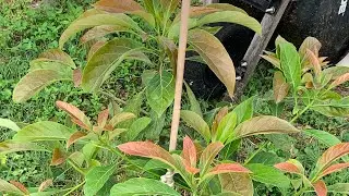 Backyard Flowers #Avocado Trees#Jacksonville,Florida USA