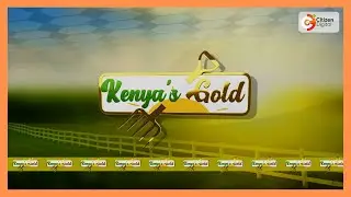 Kenya's Gold | Coffee farming in Kenya