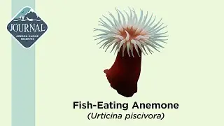 Fish Eating Anemone (Urticina piscivora)