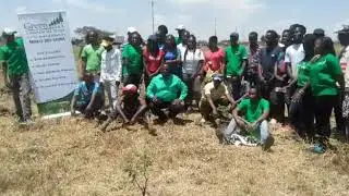 Young Greens
