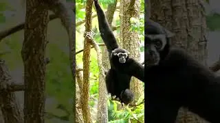 Gibbons 🙉 The Gymnasts that is Famous for its Acrobatic Intelligence 🐒Are Gibbons Dangerous?