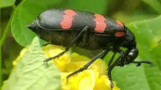 HYCLEUS BEETLE🐞| macrovideography | prayagraj pathak |mobile videography #youtube #subscribe #beetle