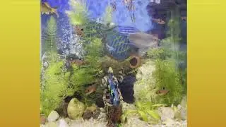 TANK BARB FISH COMPATIBLE