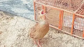 DAKHNI TÉÉTÃR insani full mast mashallah full gamer TÉÉTÃR teetar sound speaking 