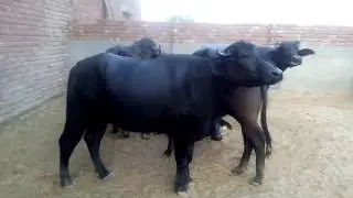 Murrah young Buffalo at our farm.