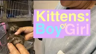 How to tell the sex of a kitten!