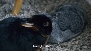 Konijnen Pepa en Nobbie oudjaarsavond