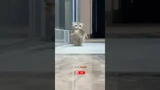 Почему кот породы манчкин может быть самым милым существом на Земле! 🐾 #милый