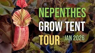 Nepenthes Grow Tent Tour January 2026