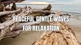Gentle Ocean Waves on Driftwood 🌊 Natural ASMR | No Talking, No Music