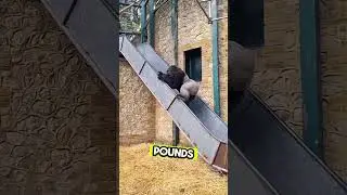 How Strong Is A Gorilla?