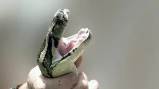 Python Hunters 01, Human vs Python