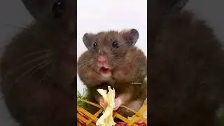 Funny syrian hamster 🐹😁 #pets #funnyanimals