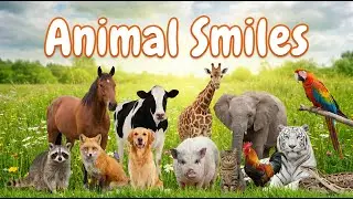 Beautiful Animals And Natural sound Dog,cow,Goat,Cat.Chicken,Rabbit,Parrot,Sheep,Elephant,Lion,Tiger