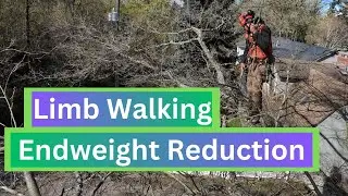 Oak tree pruning. End weight reduction (Certified Arborist)