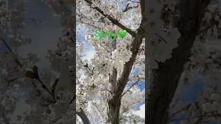 Spring season !!!   #spring #season #summer #nature #flowers #cherryblossom #photography #shorts