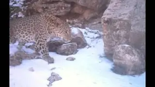 Persian Leopard Conservation in Kurdistan, Iraq