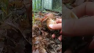 Hr&iacute;b dubov&yacute;. #fungi #huby #hriby #houby #funghi #grzyby #grzybobranie #dubaky
