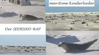 Der Seehund-Rap | Lieder im Ohr Original | maritime Kinderlieder
