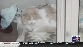 Humane societies match Giving Tuesday donations