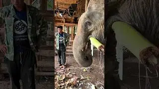 Elephant eating Banana tree ... #elephant #elephants #elephantvideo #nature #shorts