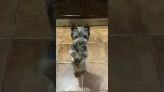 Happy Dog Stands on Hind Legs to Dance