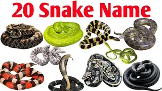 🐍 20 Snake Names in English and Hindi | सापों के नाम | Kids Learning Video