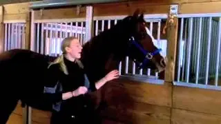 What breed? Choosing the right horse