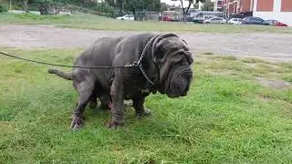 Huge Male Mastiff pooping 😱😱💩💩