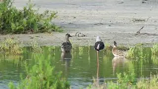 Garganey and Black-winged Stilt in Mannar