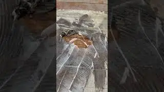 how to Remove linoleum adhesive from 140 year old hardwood flooring