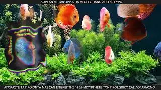 Discus Foods - &Delta;ώ&sigma;&epsilon; &sigma;&tau;&omicron;&upsilon;&sigmaf; &Delta;ί&sigma;&kappa;&omicron;&upsilon;&sigmaf; &sigma;&omicron;&upsilon; &tau;&eta;&nu; &pi;&omicron;&iota;ό&tau;&eta;&tau;&alpha; &pi;&omicron;&upsilon; &alpha;&xi;ί&zeta;&omicron;&upsilon;&nu;!