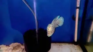 Whiter tiger kamfa f2