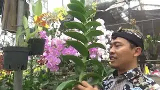Promo Anggrek Dendrobium hybrid Rimbun berbunga