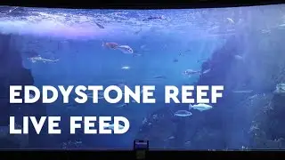 Eddystone Reef Feeding - Facebook Live (April 2020)
