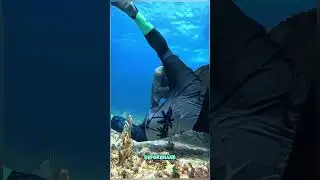 Divers Discover Hidden Lobster Nest &ndash; Jackpot! #sealife #underwaterhunting #shortvideo