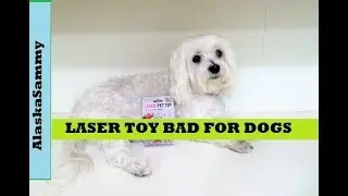 Laser Pointer Not Good For Dogs