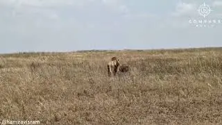 Lions Ambush Hyenas Resting Under Tree