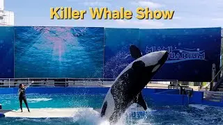 Last Orca Tokitae (Killer Whale) performing @miamiseaaquarium #Tribute #floridavacation 