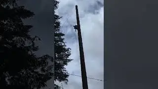 🌳🪓 Masterful Chainsaw Tree Trimming 🌟 #shorts #chainsawwork #treecare #safecutting #skilledworker