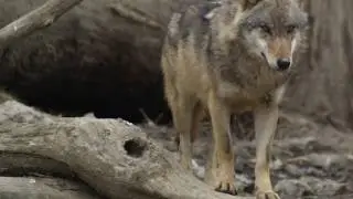 Arian Foster vs Wolves