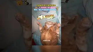 全網最奇葩的貓咪睡姿😱❗ 🐱：人 你幹嘛❓咪在睡覺呢😴 網友：還以為是誰家的烤全雞呢🤣 #cat #cute #shorts #cutecat #funny