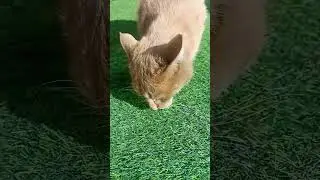 Egg chor😹                                 #cat #beautiful #cute #viral #shorts #happy #myhappiness💜