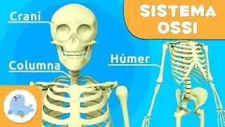 Els ossos per a nens | El sistema ossi | El cos hum&agrave; per a nens en catal&agrave;