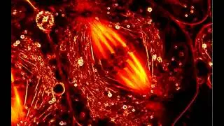 Time-Lapse: Crane Fly Meiosis by Dr. James LaFountain
