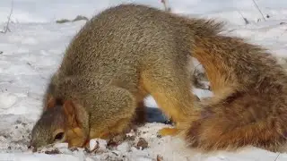 Watch This Determined Squirrel Unearth Acorns from Icy Ground!