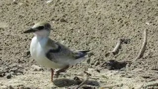 Least Tern (Sternula antillarum) Fledgling Moving Along the Beach