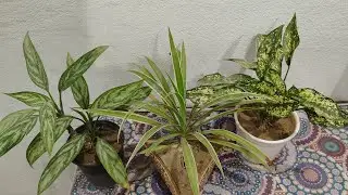 live #Livestream#kuldeepbonsai I am  terrace garden flowering plant and bonsai plant #live